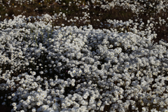 Rhodanthe chlorocephala