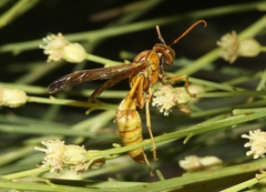 Polistes flavus