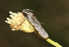 Gelechiini