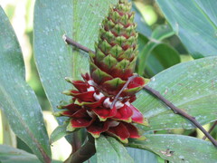 Costus pulverulentus