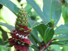 Costus pulverulentus