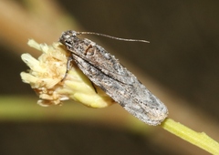 Gelechiini