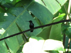 Thalurania