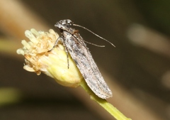 Gelechiini