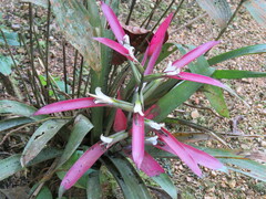 Guzmania wittmackii