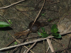 Megaustenia imperator