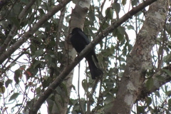 Dicrurus hottentottus