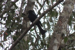 Dicrurus hottentottus