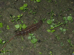 Creatonotos transiens vacillans