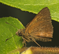 Trapezitinae