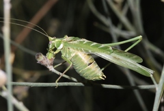 Insara elegans