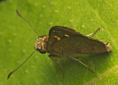 Trapezitinae