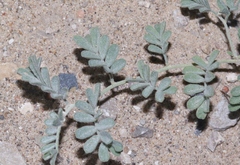 Dalea lanata