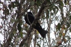 Dicrurus hottentottus