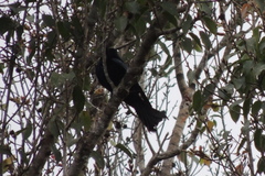 Dicrurus hottentottus