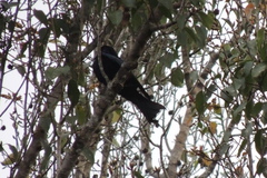 Dicrurus hottentottus