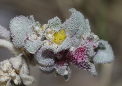 Tidestromia lanuginosa