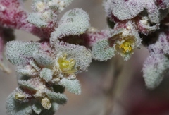 Tidestromia lanuginosa
