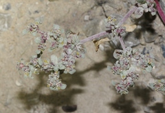 Tidestromia lanuginosa