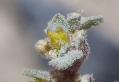 Tidestromia lanuginosa