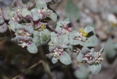 Tidestromia lanuginosa