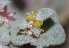 Tidestromia lanuginosa