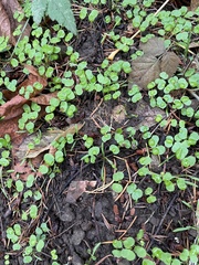 Chrysosplenium glechomifolium