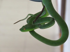 Trimeresurus vogeli