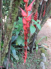 Heliconia vellerigera