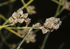 Psorothamnus scoparius