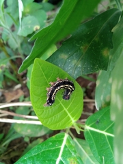 Asota
