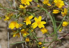Pectis angustifolia