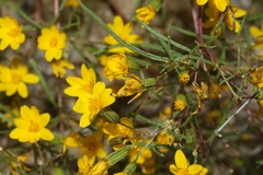 Pectis angustifolia