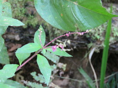 Cuphea racemosa