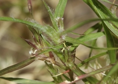 Munroa squarrosa