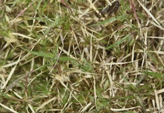 Munroa squarrosa
