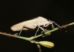 Catorhintha selector