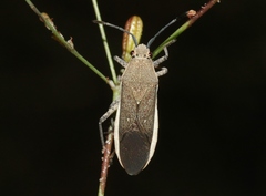 Catorhintha selector