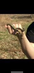 Thamnophis butleri