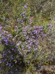 Prostanthera rotundifolia