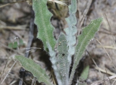 Mentzelia multiflora