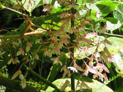 Begonia glabra