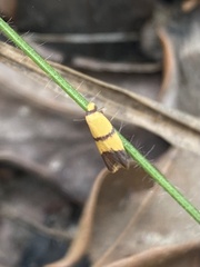 Heteroteucha translatella