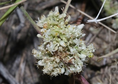 Cuscuta umbellata