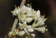 Cuscuta umbellata