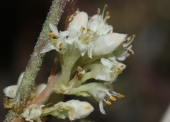 Cuscuta umbellata