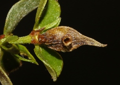 Asphondylia silicula