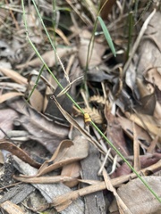 Heteroteucha translatella