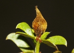 Asphondylia silicula