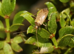 Phytocoris ramosus